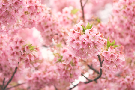 桜の木にピンクの桜 桜 日本の開花桜 さくら花は日本の花を代表する 冬のパスの主要部分 私はみんなが大好きです の写真素材 画像素材 Image