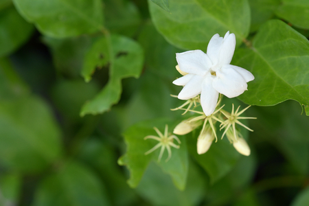 Jasmine is the symbol of Mothers Day in Thailand.