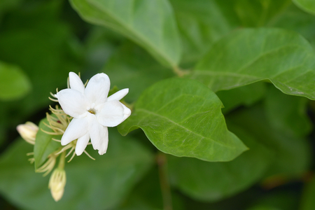 Jasmine is the symbol of Mothers Day in Thailand.