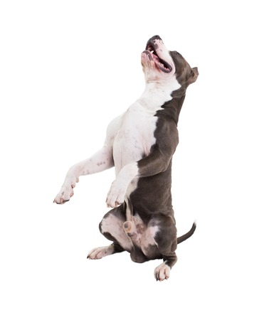 pitbull terrier americano