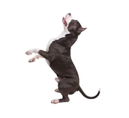 pitbull terrier americano