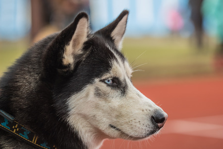 オレンジ色の背景に美しい青い目クローズ アップ ハスキー犬 の写真素材 画像素材 Image