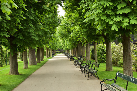 Benches for rest. the pedestrian road. beautiful green plantations.