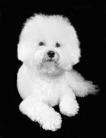 ビションフリーゼふわふわの白い犬は 黒の背景に分離 の写真素材 画像素材 Image 4916