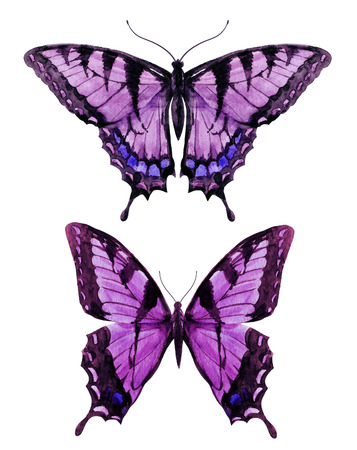 butterfly: hình ảnh đẹp với bướm đẹp màu nước vẽ tay