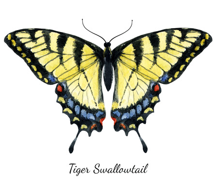 butterfly: hình ảnh đẹp với bướm đẹp màu nước vẽ tay