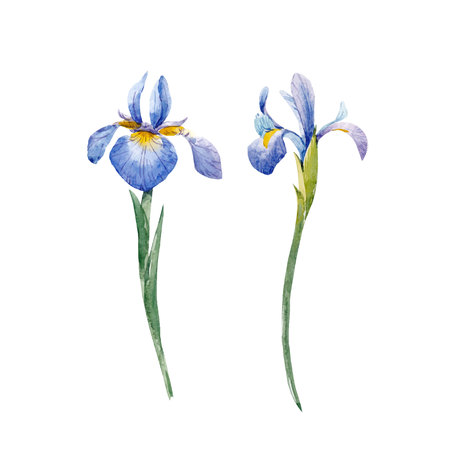 Watercolour Iris Cliparts, Stock Vector and Royalty Free Watercolour Iris  Illustrations
