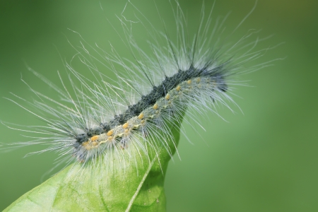 緑の葉は 写真のクローズ アップのかわいい毛虫 の写真素材 画像素材 Image
