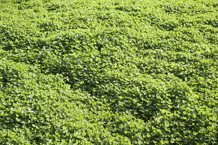 春の芝生から成長している緑の芝生 背景 の写真素材 画像素材 Image 春の芝生から成長している緑の芝生 背景 の写真素材 画像素材 Image