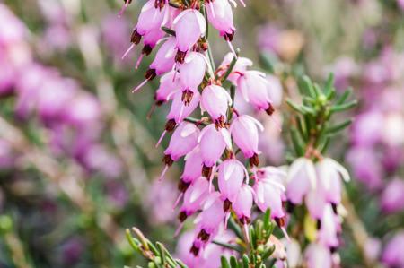満開の花とピンクのアセビ スギ植物 の写真素材 画像素材 Image