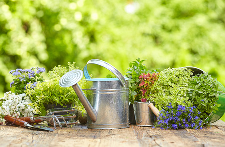 Outdoor gardening tools on old wood table - 36774510