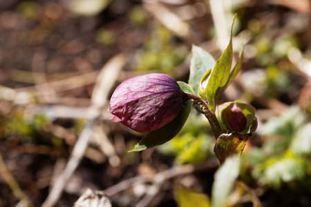 Grune Nieswurz Blume Lizenzfreie Fotos Bilder Und Stock Fotografie Image 57387009