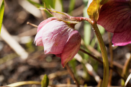 Grune Nieswurz Blume Lizenzfreie Fotos Bilder Und Stock Fotografie Image 57387009