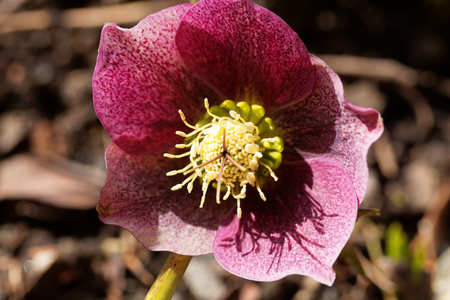 Grune Nieswurz Blume Lizenzfreie Fotos Bilder Und Stock Fotografie Image 57387009