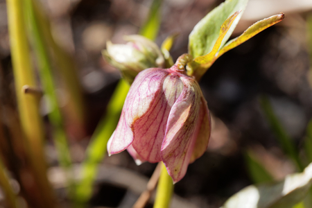 Grune Nieswurz Blume Lizenzfreie Fotos Bilder Und Stock Fotografie Image 57387009