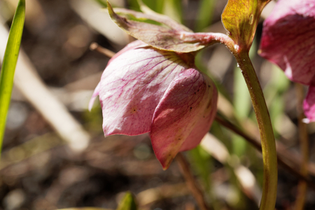 Grune Nieswurz Blume Lizenzfreie Fotos Bilder Und Stock Fotografie Image 57387009