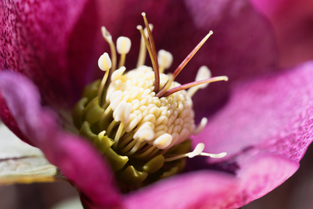 Grune Nieswurz Blume Lizenzfreie Fotos Bilder Und Stock Fotografie Image 57387009
