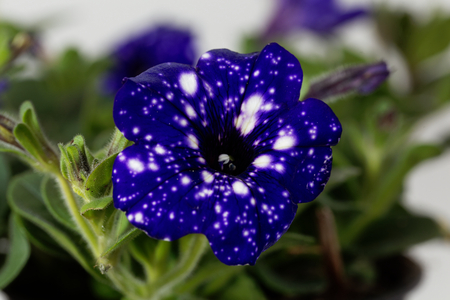 栽培ハイブリッド ペチュニア ペチュニア X Hybrida の白い斑点を持つ青い花 の写真素材 画像素材 Image