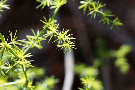 野生のアスパラガス アスパラガス Acutifolius の葉 の写真素材 画像素材 Image 野生のアスパラガス アスパラガス Acutifolius の葉 の写真素材 画像素材 Image