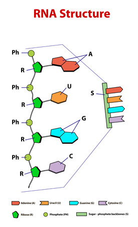 rna structure