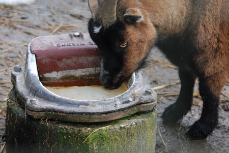 goat drinking water out of a pot stock photo picture and royalty