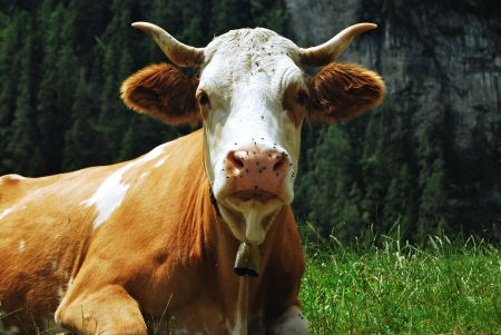 黒牛の牧草地の交尾 の写真素材 画像素材 Image 黒牛の牧草地の交尾 の写真素材 画像素材 Image