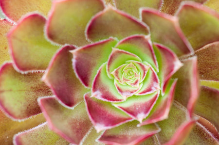 Zwilling330 1 Royalty Free Photos Pictures Images And Stock Photography