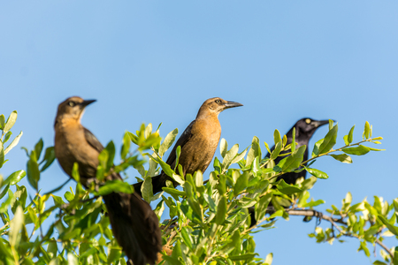くちばしの鳥の死骸のまま木の幹に黒いカラスの止まり木 青い空フレームの鳥 の写真素材 画像素材 Image